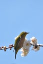 White Eye Bird on White Plum blossom tree Royalty Free Stock Photo