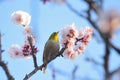 White Eye Bird on White Plum blossom tree Royalty Free Stock Photo