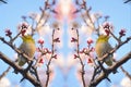 White Eye Bird on White Plum blossom tree Royalty Free Stock Photo