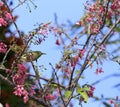 White-eye bird on sakura tree Royalty Free Stock Photo