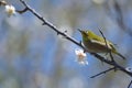 White Eye Bird on White Plum blossom tree Royalty Free Stock Photo