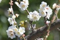 White Eye Bird on White Plum blossom tree Royalty Free Stock Photo