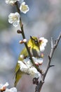 White Eye Bird on White Plum blossom tree Royalty Free Stock Photo