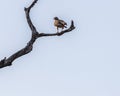 A White Eye Buzzard on a dry tree