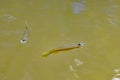 White eye fish, Oxyzygonectes dovii, on the surface of muddy water Royalty Free Stock Photo