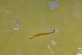 White eye fish, Oxyzygonectes dovii, on the surface of muddy water