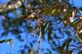 White-eye-framed gray bird Alcippe morrisonia Royalty Free Stock Photo