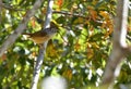 White-eye-framed gray bird Alcippe morrisonia Royalty Free Stock Photo