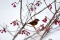 White-eye-framed gray bird Alcippe morrisonia, a common bird Royalty Free Stock Photo