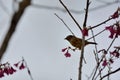 White-eye-framed gray bird Alcippe morrisonia, a common bird Royalty Free Stock Photo