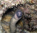 White eye moray eel with cleaner pipe fish