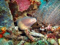 White eye Moray Eel (Siderea Thyrsoideus) in the filipino sea 5.2.2014