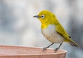 White Eye Oriental Bird drinking water Royalty Free Stock Photo