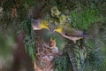 White-eye - parents' love by heart