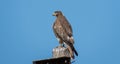 White-eyed buzzard bird sitting on high electricity pole Royalty Free Stock Photo