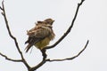 White-eyed buzzard on tree Royalty Free Stock Photo