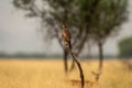 White eyed buzzard or Butastur teesa perched on a dead branch in open grassland at tal chhapar blackbuck sanctuary churu rajasthan