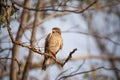 White Eyed Buzzard