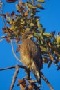 White Eyed Buzzard, Butastur teesa, Umred karhandla Sanctuary, Maharashtra Royalty Free Stock Photo