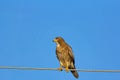 White Eyed Buzzard, Butastur teesa, Umred karhandla Sanctuary, Maharashtra Royalty Free Stock Photo