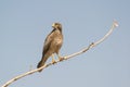 White eyed Buzzard Butastur teesa Royalty Free Stock Photo