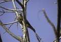 White Eyed Buzzard