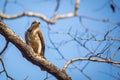 White eyed Buzzard looking for prey Royalty Free Stock Photo