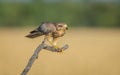 White eyed buzzard perching on a branch Royalty Free Stock Photo