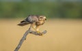 White eyed buzzard perching on a branch