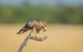 White eyed buzzard with kill