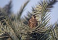 White eyed buzzard is sitting on the date tree in morning light