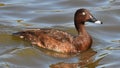 White-eyed duck (Aythya australis) on lake Royalty Free Stock Photo