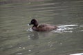 the white eyed duck is swimming in the lake Royalty Free Stock Photo