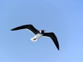 White-eyed gull in flight. Royalty Free Stock Photo