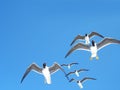 White-eyed gulls in the sky, Ichthyaetus Leucophthalmus Royalty Free Stock Photo