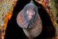 White-eyed moray eel in Ambon, Maluku, Indonesia underwater photo