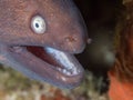 White-eyed moray eel