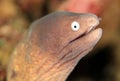 White-eyed Moray Eel Royalty Free Stock Photo