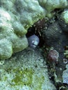 White eyed Moray Eel (Gymnothorax Thyrsoideus) in the filipino sea December 16, 2009