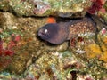 White eyed Moray Eel (Gymnothorax Thyrsoideus) in the filipino sea February 9, 2010