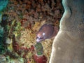 White eyed Moray Eel (Gymnothorax Thyrsoideus) in the filipino sea February 9, 2010
