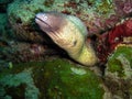 White eyed Moray Eel (Gymnothorax Thyrsoideus) in the filipino sea February 21, 2010