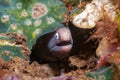 White eyed moray eel Philippines Royalty Free Stock Photo