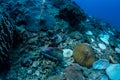 White eyed Moray Eel, Siderea Thyrsoidea. Royalty Free Stock Photo