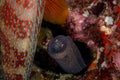 White eyed Moray Eel, Siderea Thyrsoidea Royalty Free Stock Photo