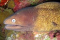 White Eyed Moray Eel (Siderea Thyrsoidea) in the filipino sea 13.12.2011 Royalty Free Stock Photo