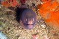 White Eyed Moray Eel (Siderea Thyrsoidea) in the filipino sea 31.12.2011 Royalty Free Stock Photo