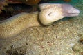 White Eyed Moray Eel (Siderea Thyrsoidea) in the filipino sea 31.12.2011 Royalty Free Stock Photo