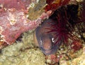 White eyed Moray Eel (Siderea Thyrsoidea) in the filipino sea January 16, 2012