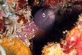 White Eyed Moray Eel (Siderea Thyrsoidea) in the filipino sea 9.11.2011